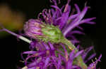 Baldwin's ironweed